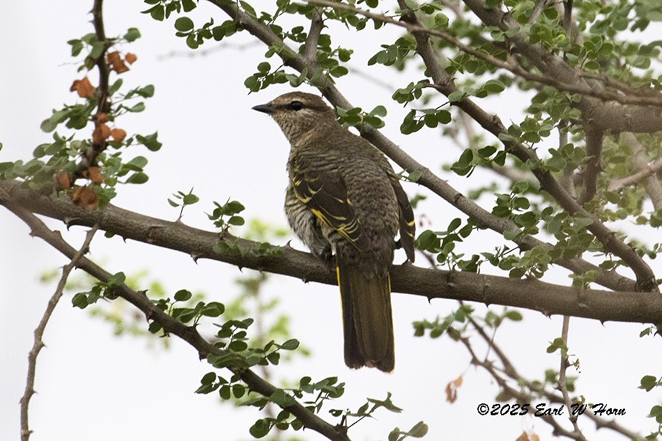 Black Cuckooshrike - ML646581532