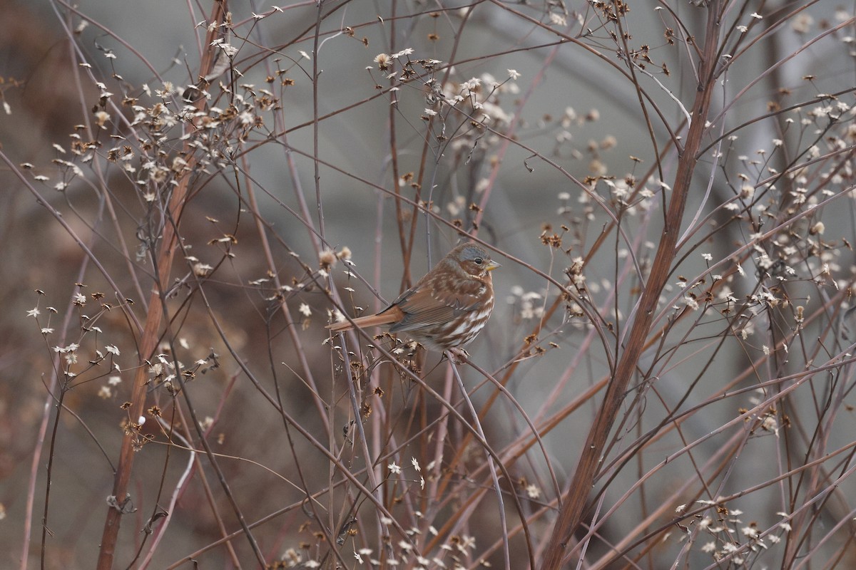 Bruant fauve - ML646581533