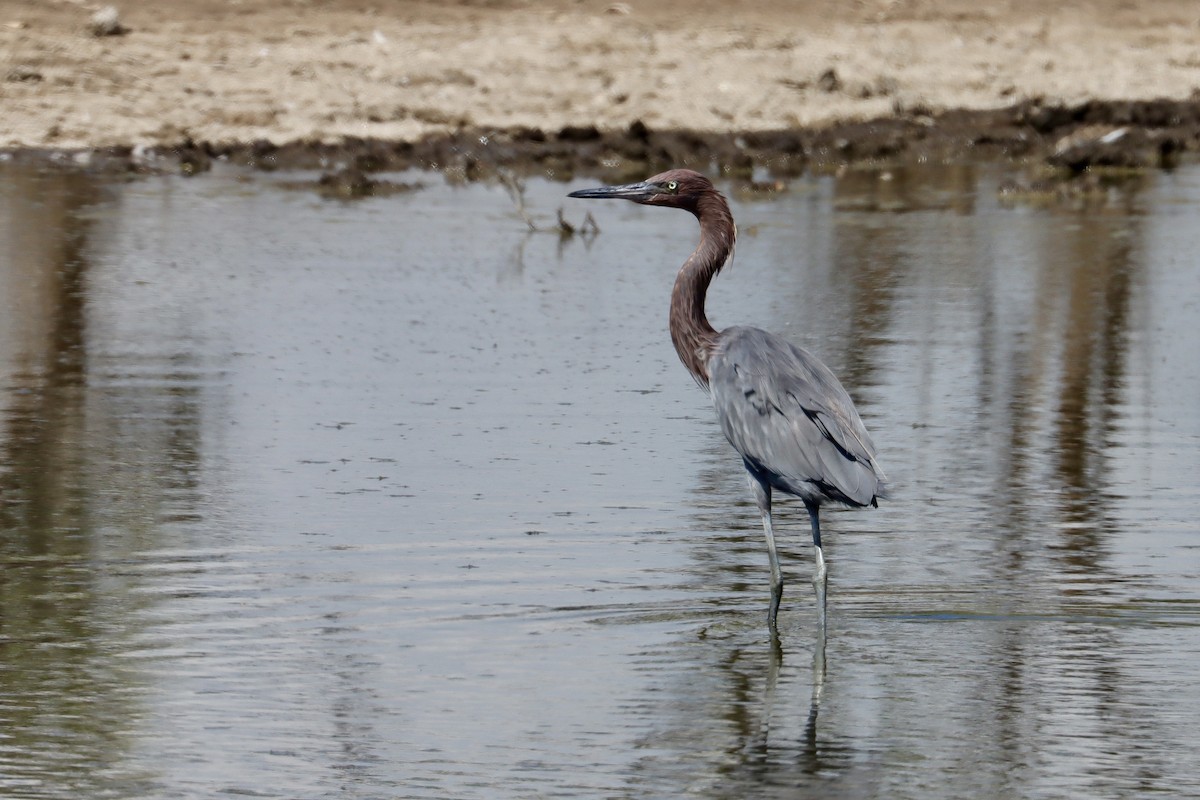 Reddish Egret - ML646581534