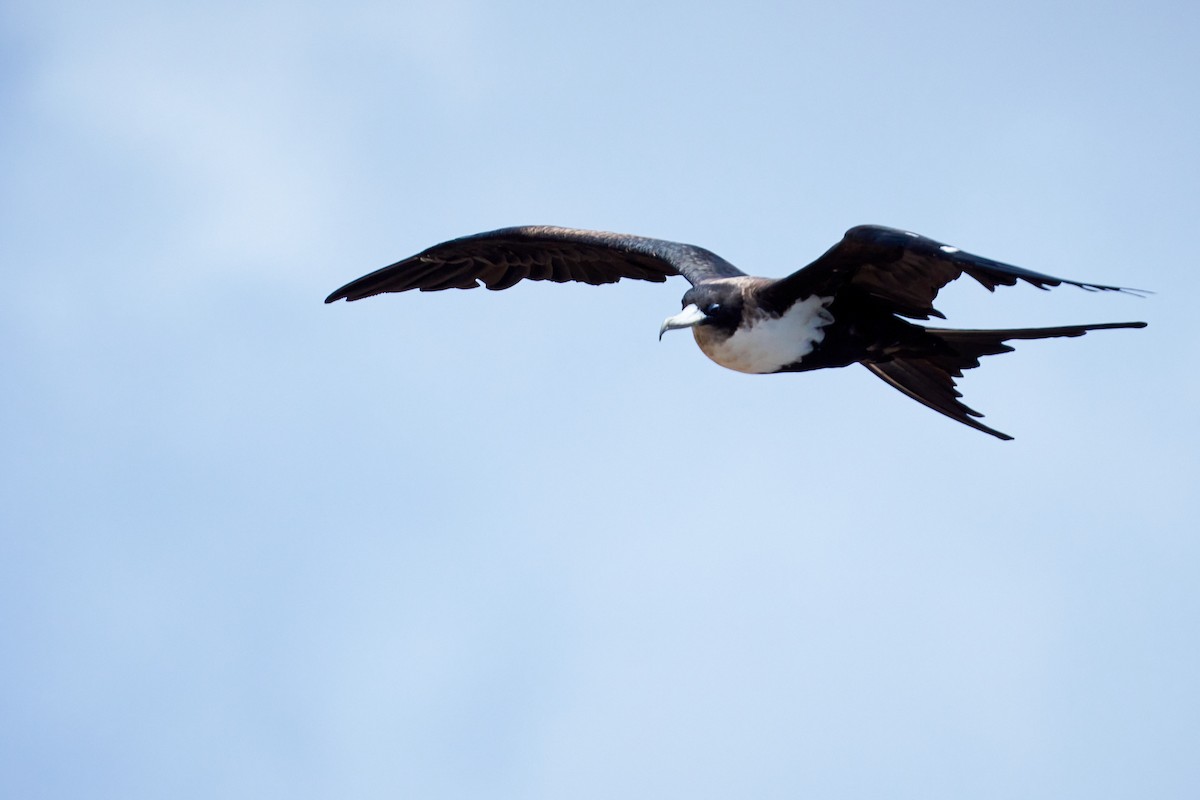 Great Frigatebird - ML646581536