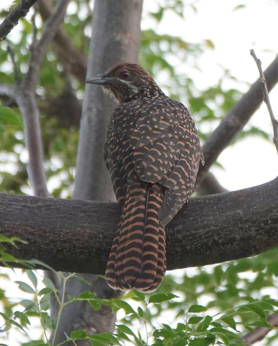 Asian Koel - ML646581542