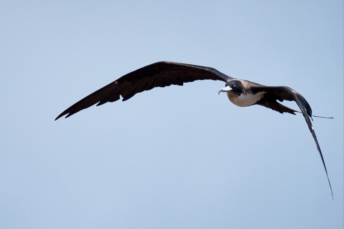 Great Frigatebird - ML646581543