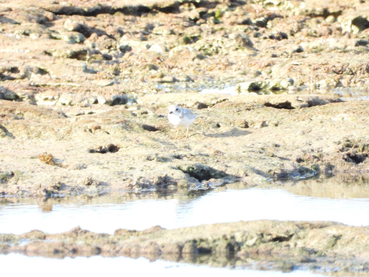 kulík pisklavý - ML646581544