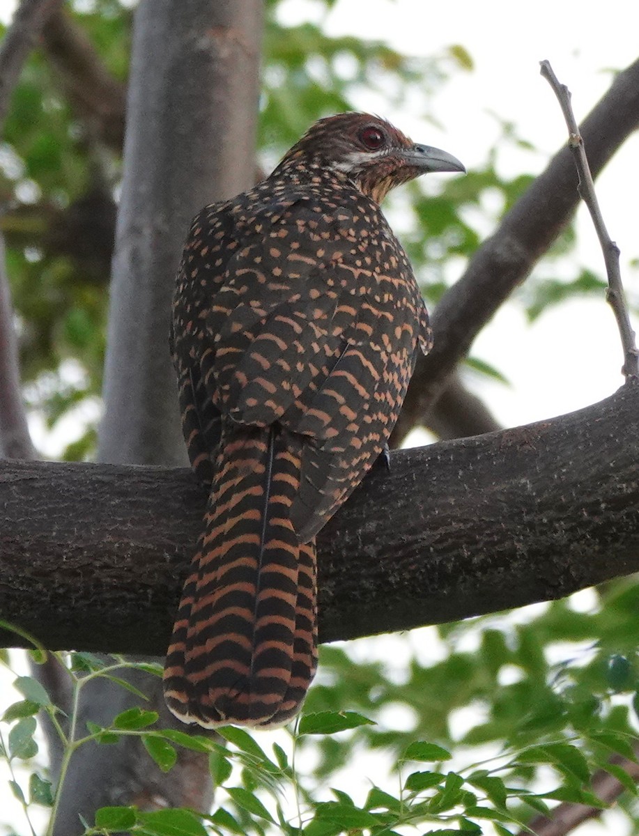 Asian Koel - ML646581547