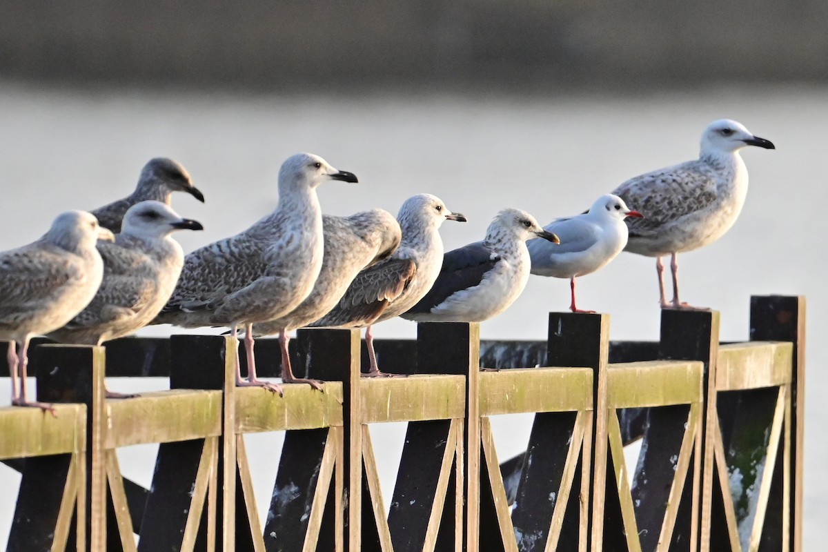 Lesser Black-backed Gull (intermedius/graellsii) - ML646581551