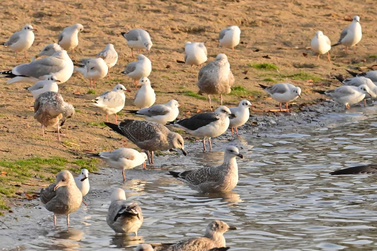 Lesser Black-backed Gull (intermedius/graellsii) - ML646581552