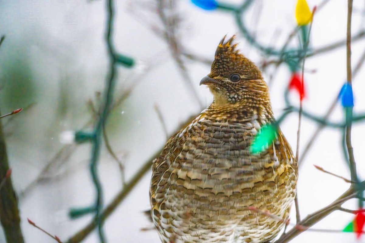 jeřábek kanadský - ML646581554