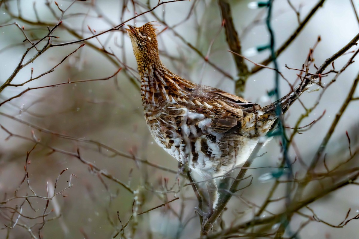 jeřábek kanadský - ML646581555