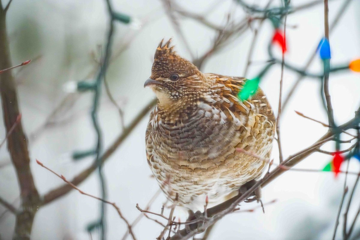 jeřábek kanadský - ML646581556