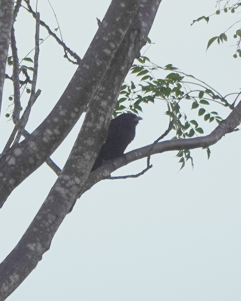 Asian Koel - ML646581558