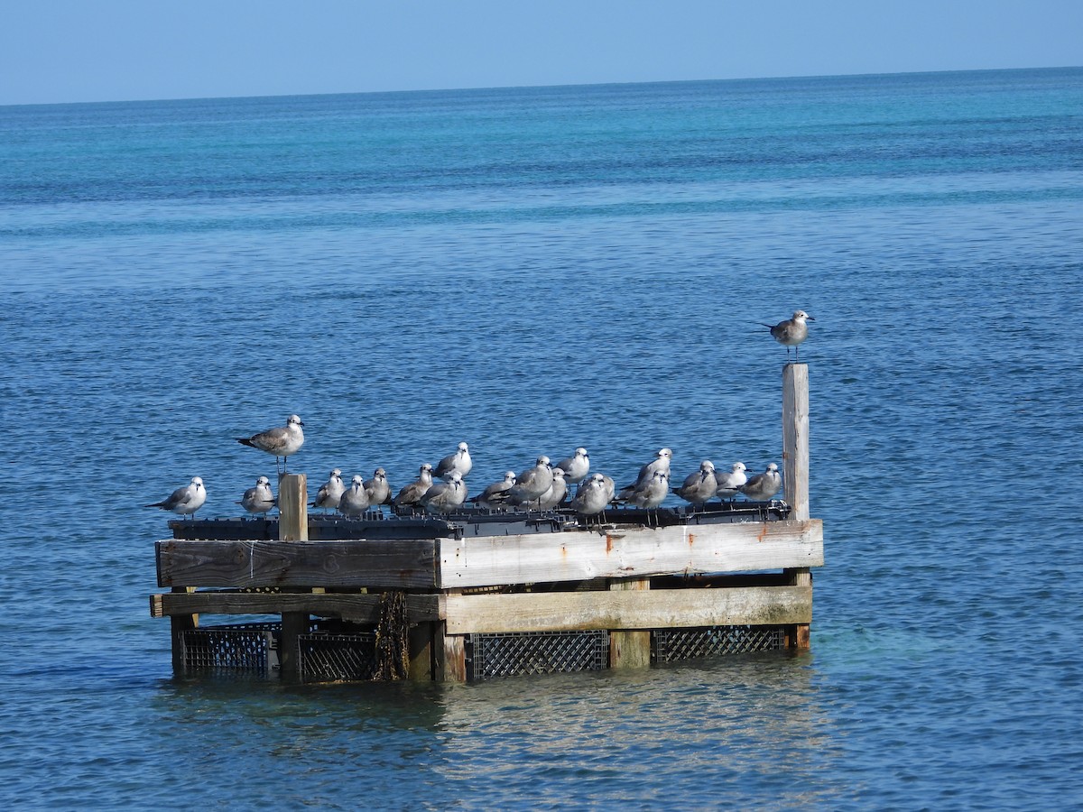 Ацтекская чайка - ML646581560