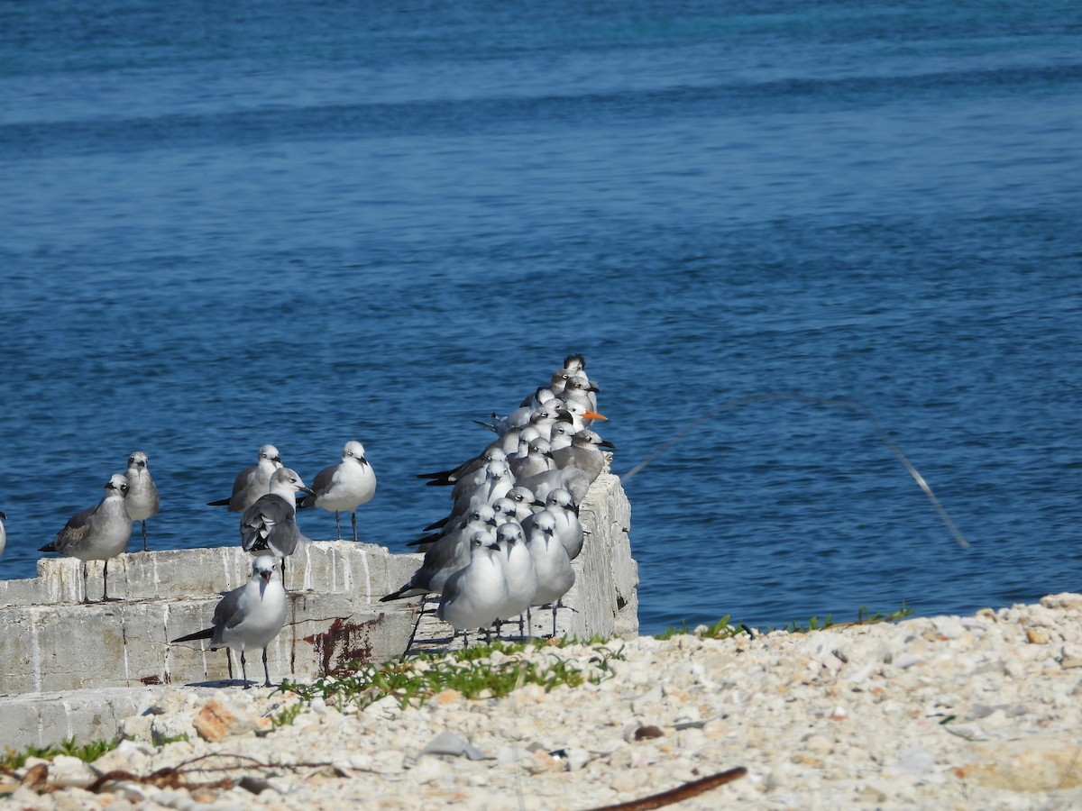 Ацтекская чайка - ML646581561