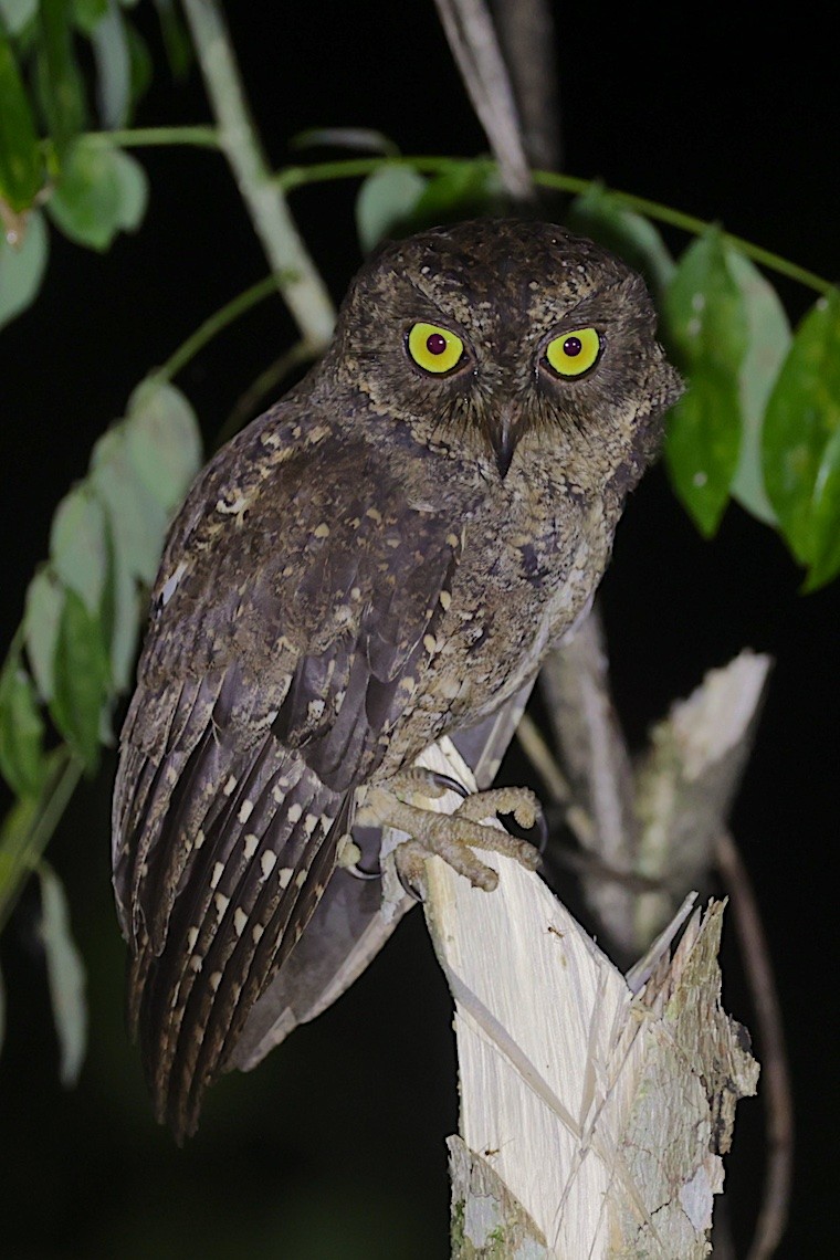 Sula Scops-Owl - ML646581562