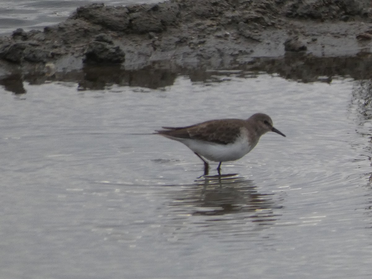 Темминкийн элсэг - ML646581563