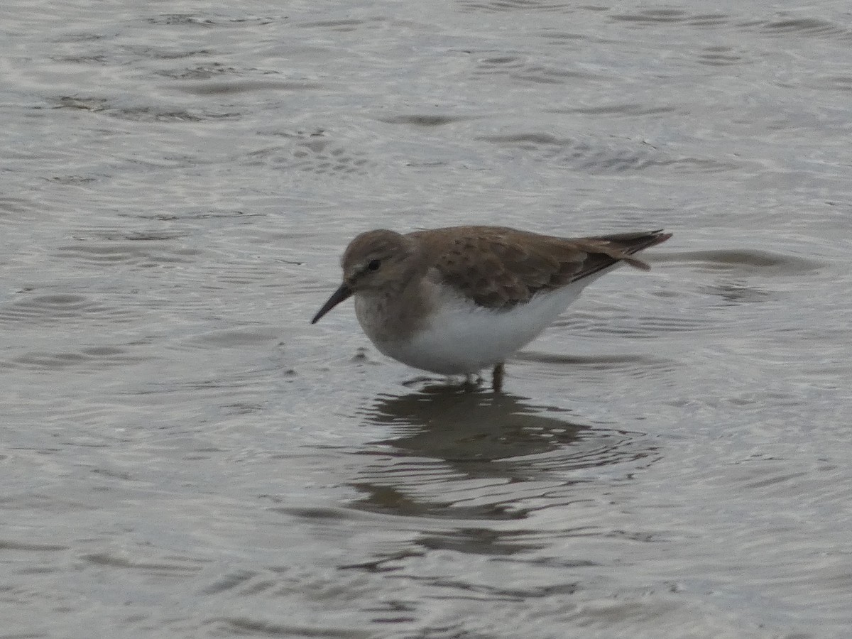 Темминкийн элсэг - ML646581564