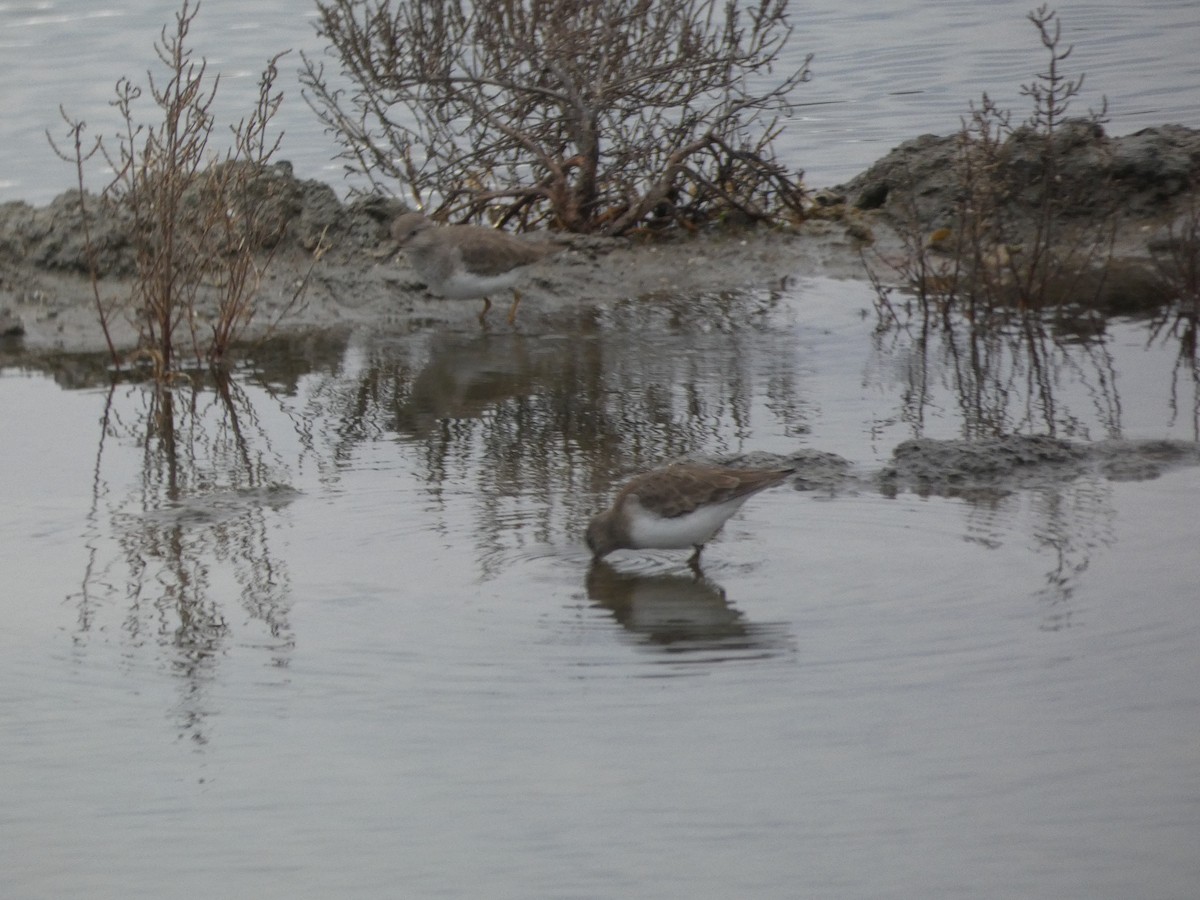 Темминкийн элсэг - ML646581565