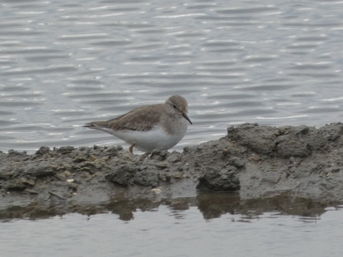 Темминкийн элсэг - ML646581566