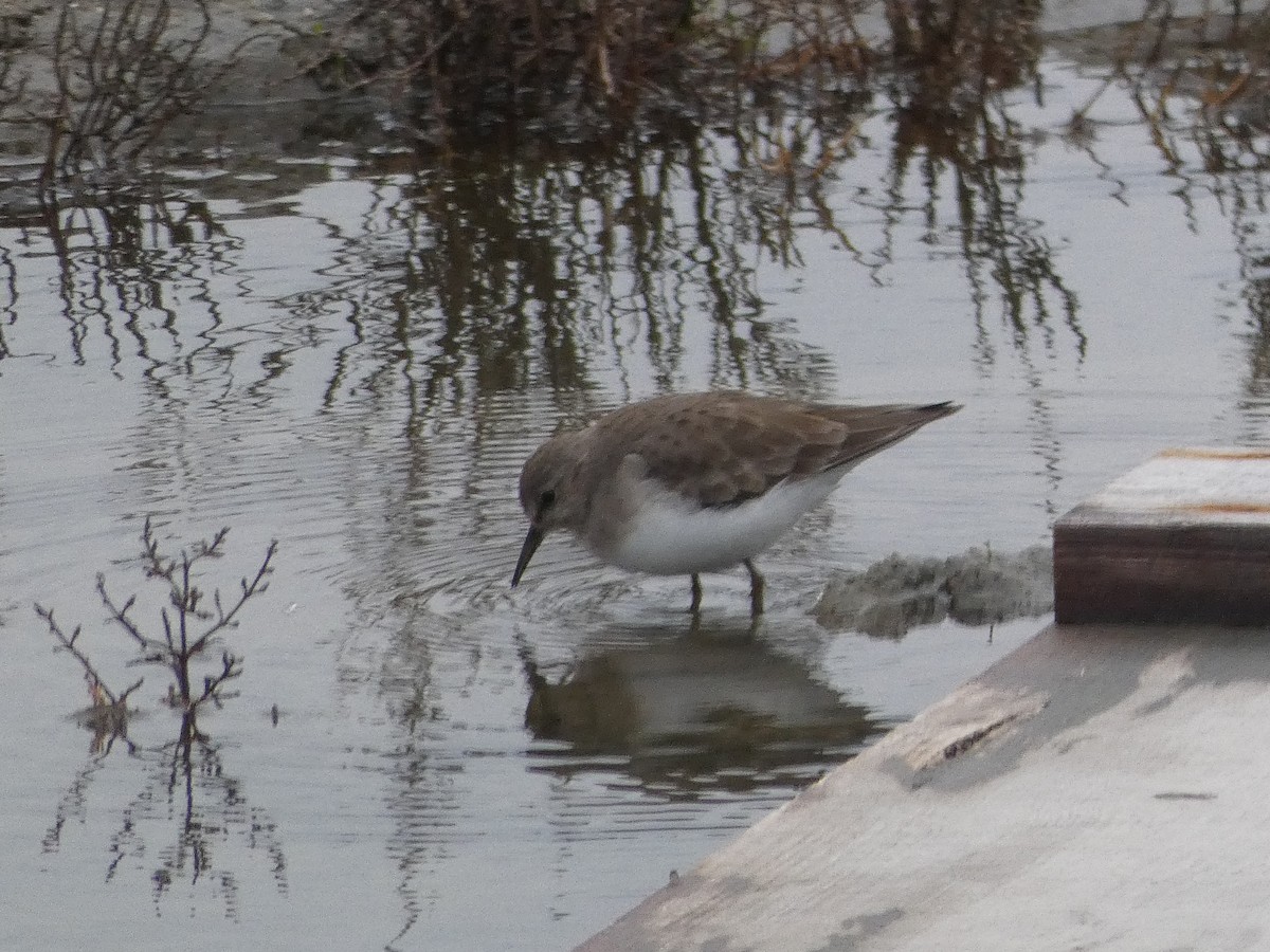 Темминкийн элсэг - ML646581567