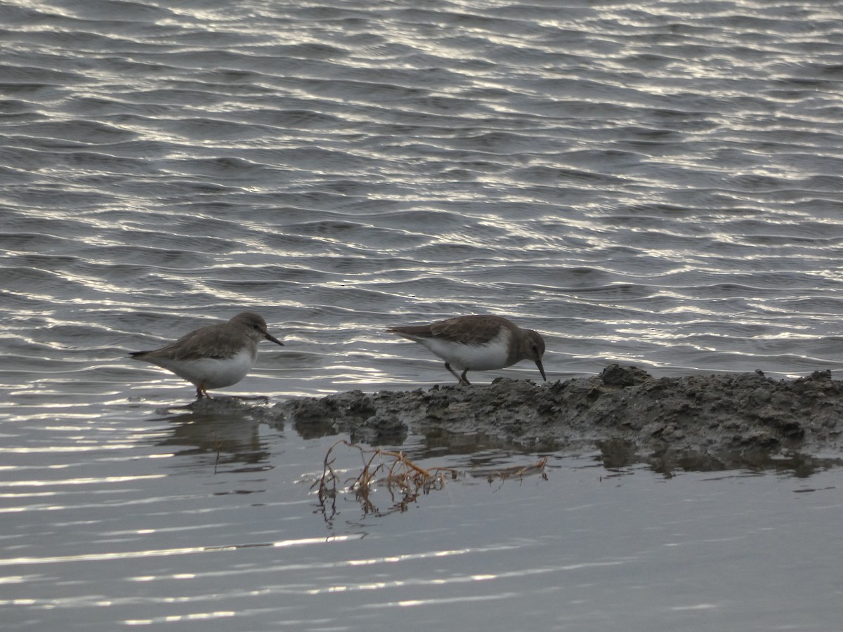 Темминкийн элсэг - ML646581568