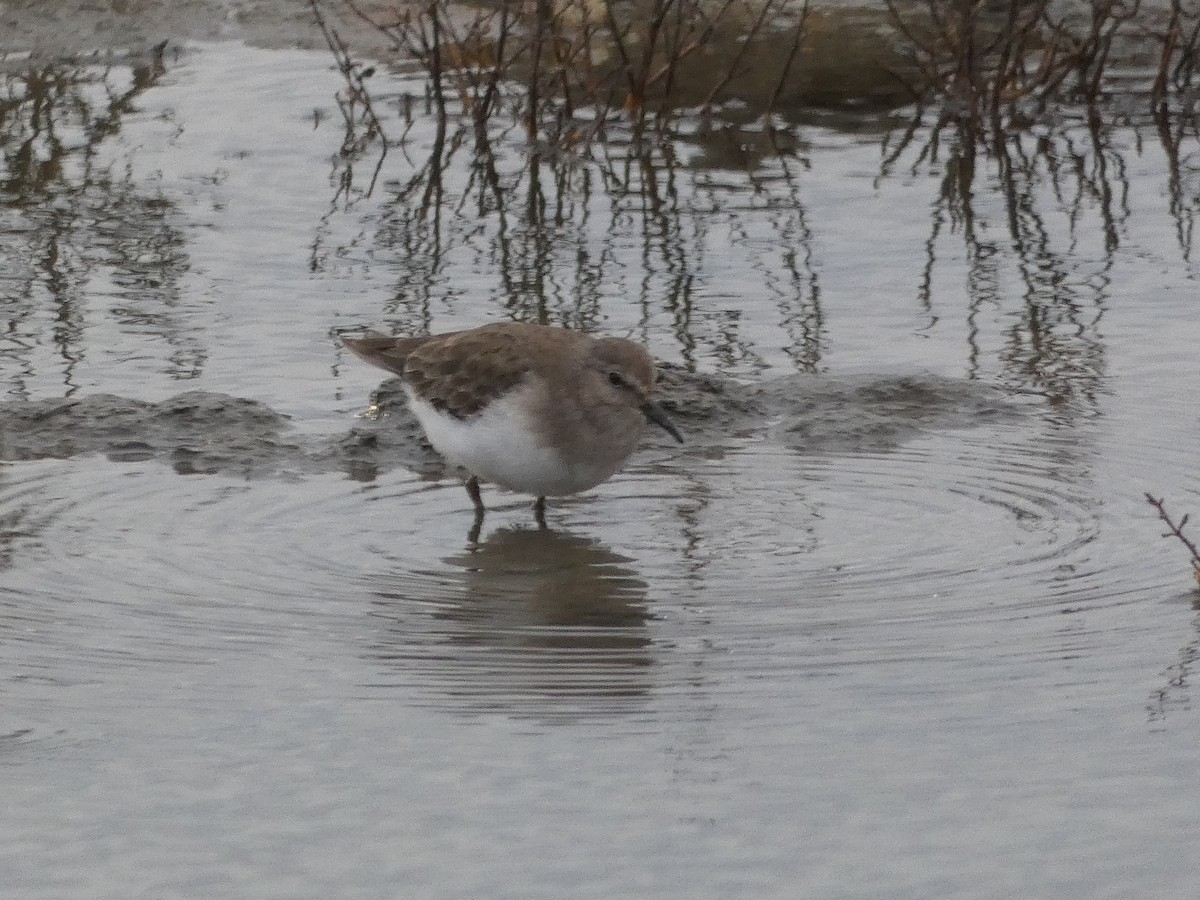 Темминкийн элсэг - ML646581569