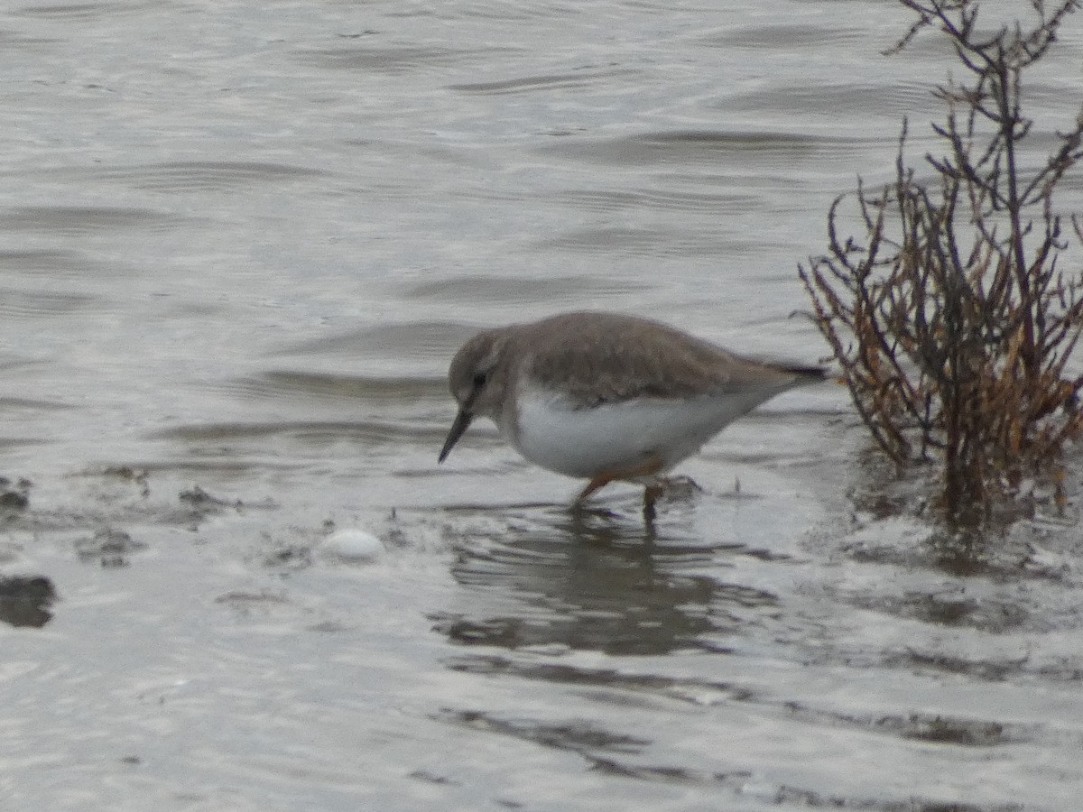 Темминкийн элсэг - ML646581570