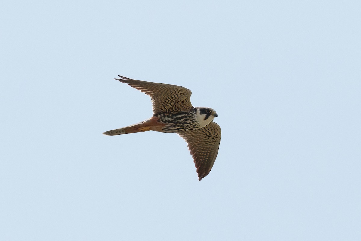 Eurasian Hobby - ML646581572
