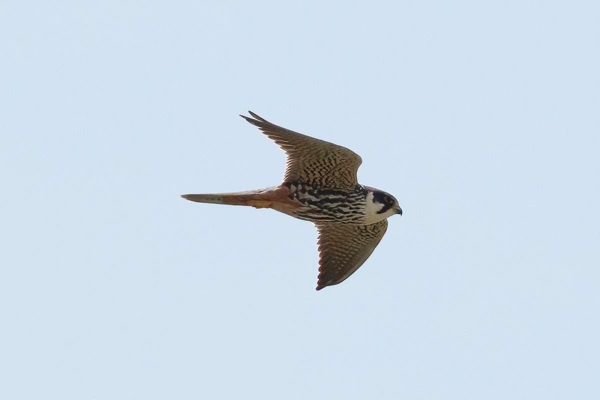 Eurasian Hobby - ML646581573