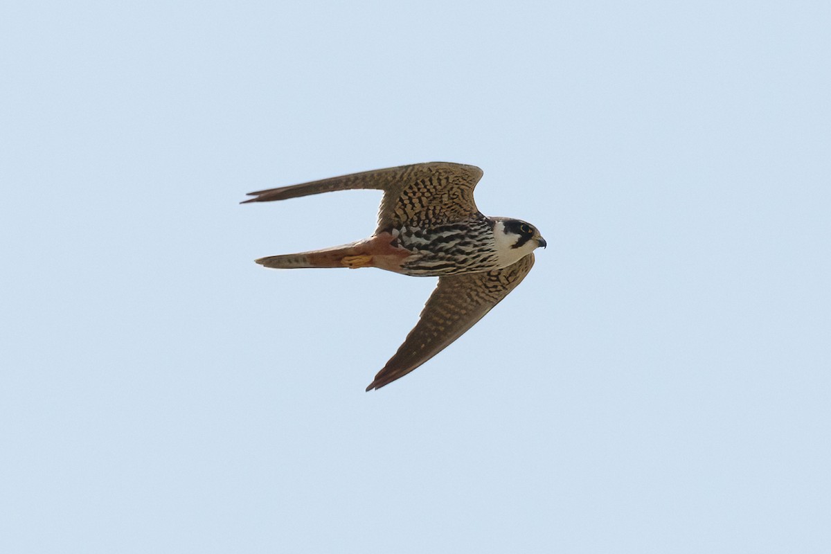 Eurasian Hobby - ML646581574