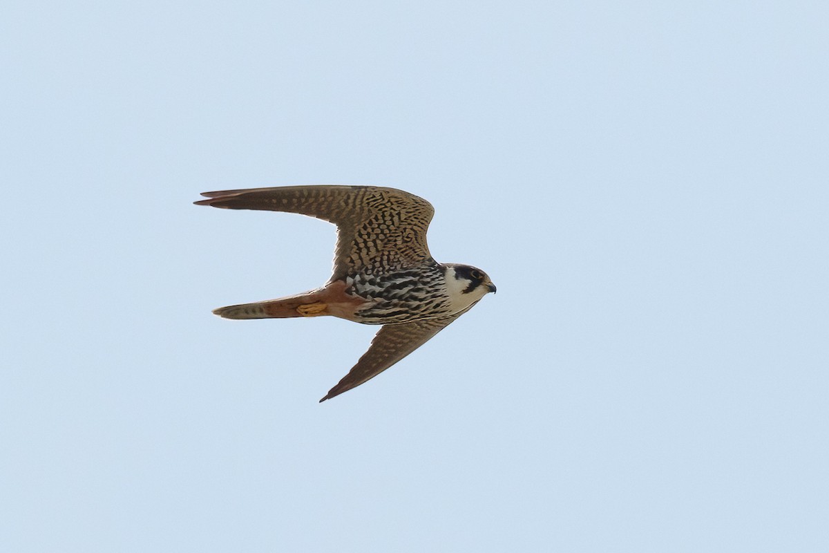 Eurasian Hobby - ML646581576