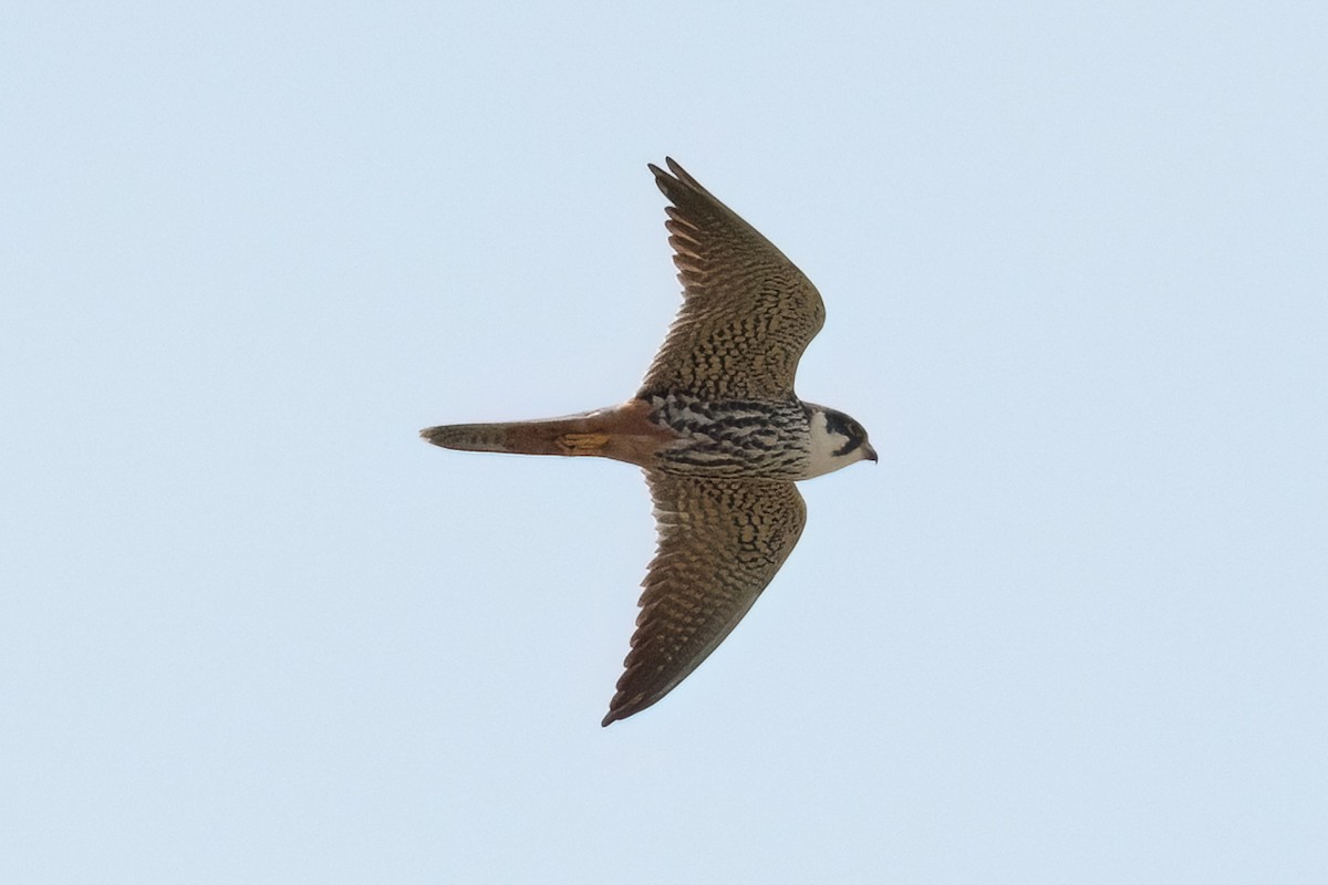 Eurasian Hobby - ML646581577