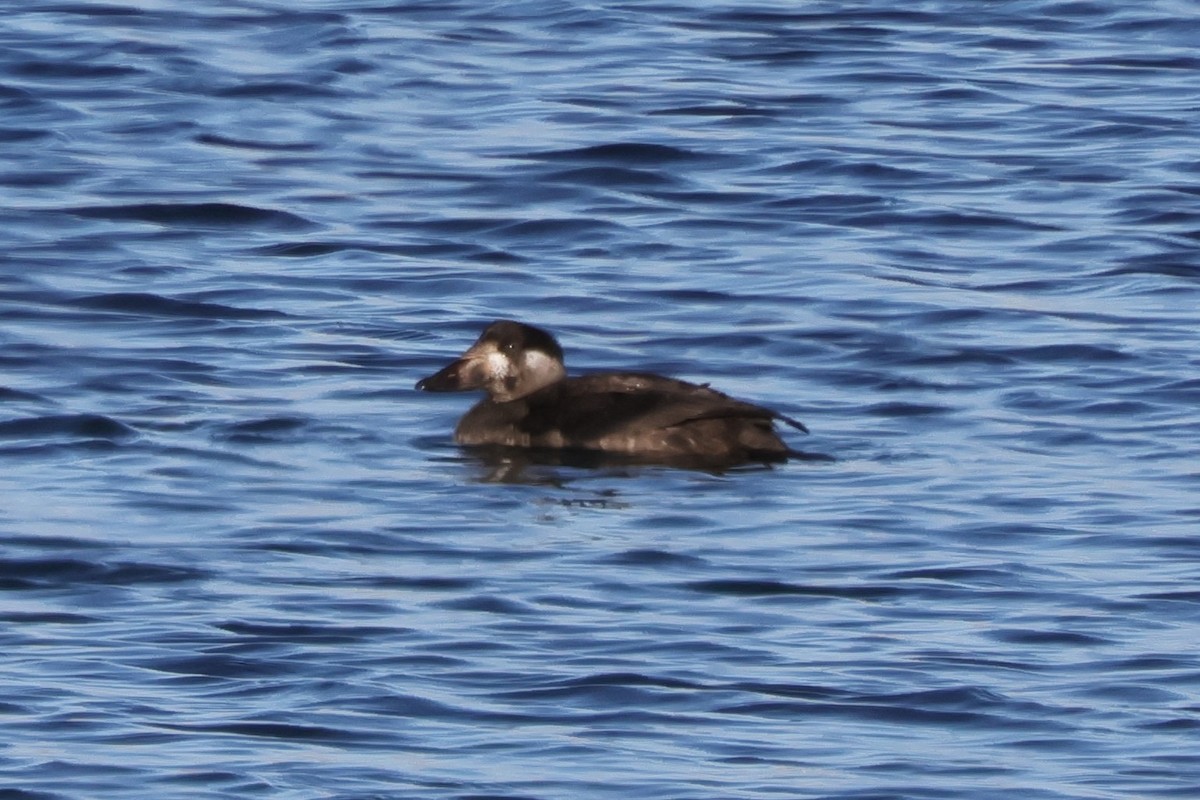 Surf Scoter - ML646581578