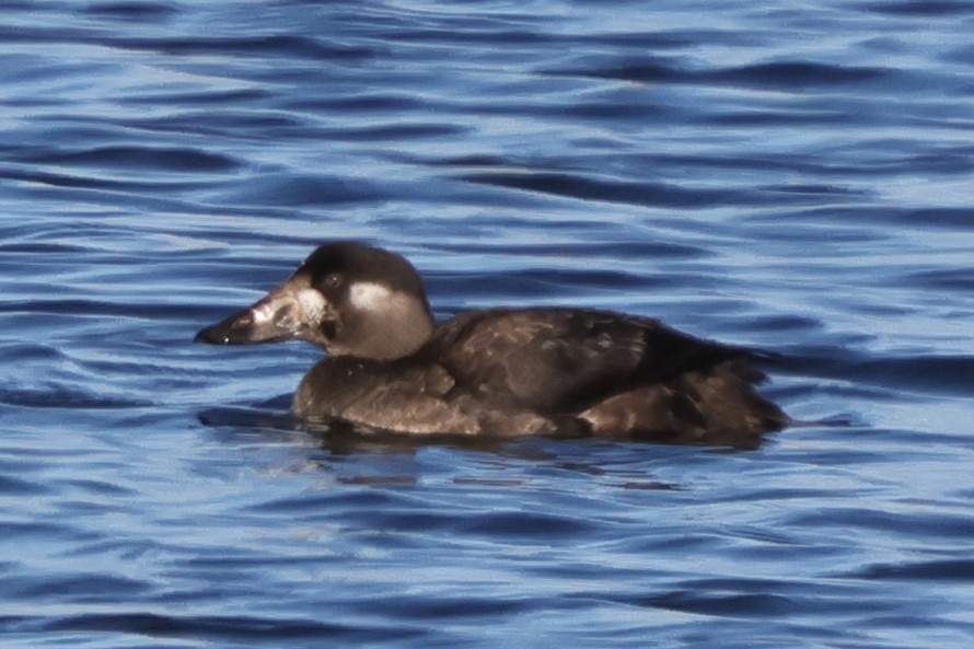 Surf Scoter - ML646581579