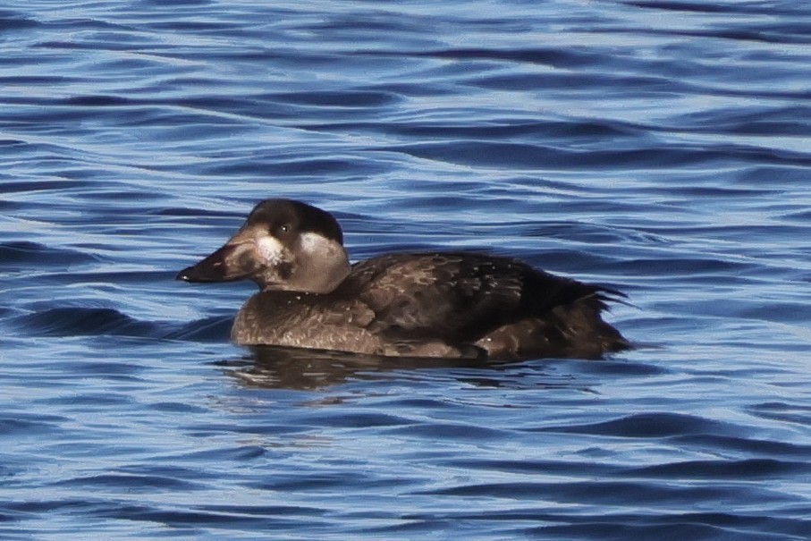 Surf Scoter - ML646581580