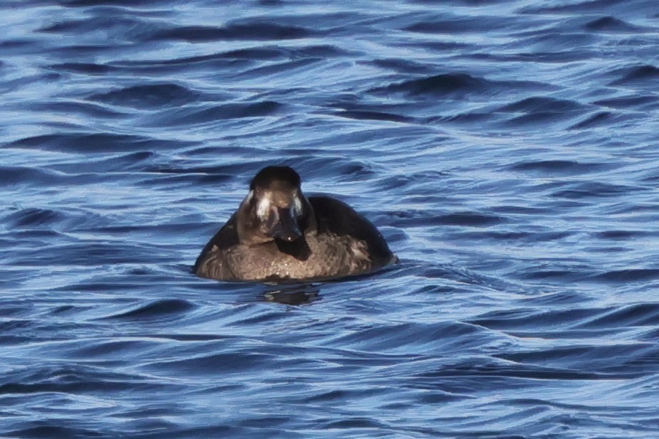 Surf Scoter - ML646581581
