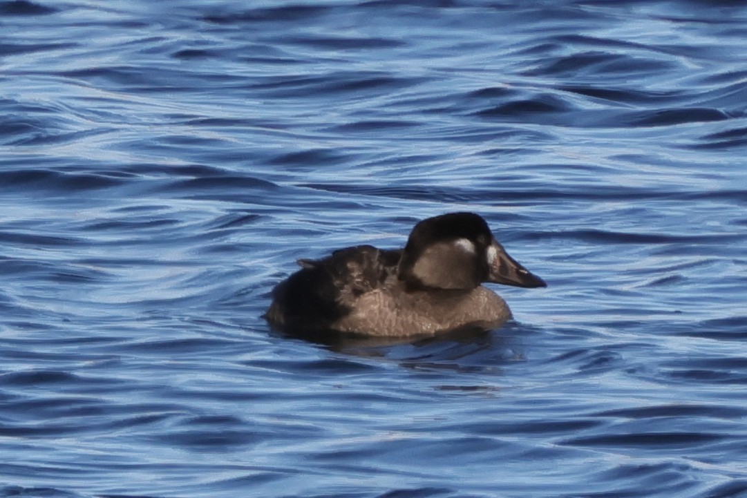Surf Scoter - ML646581582