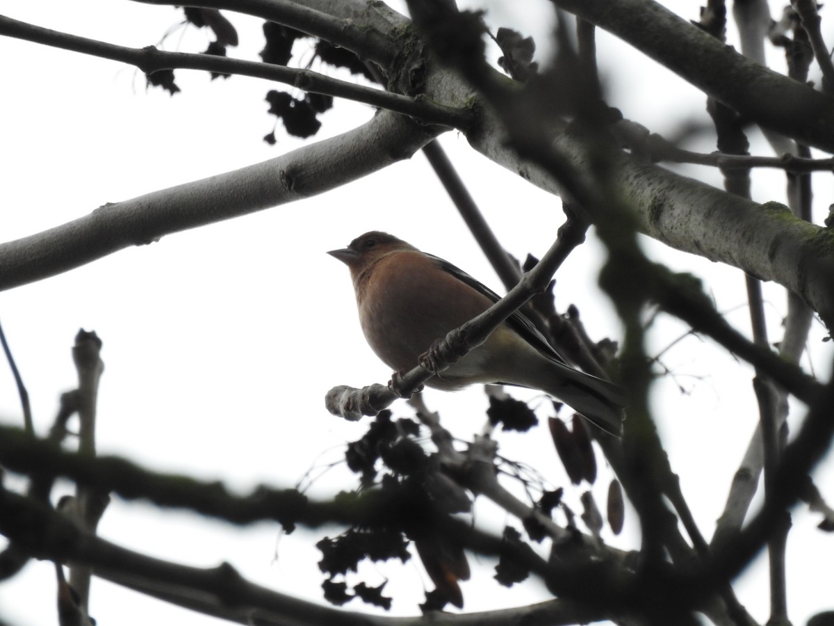 Common Chaffinch - ML646581584