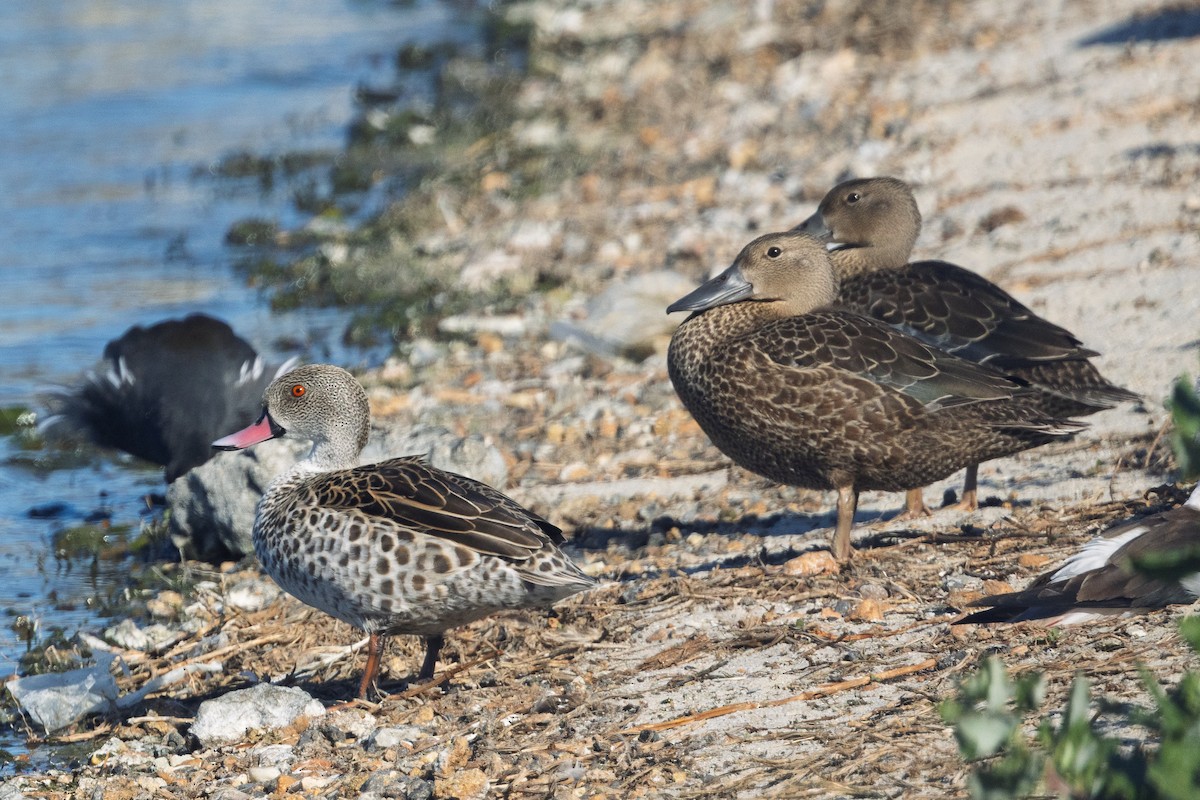 Red-billed Duck - ML646581586