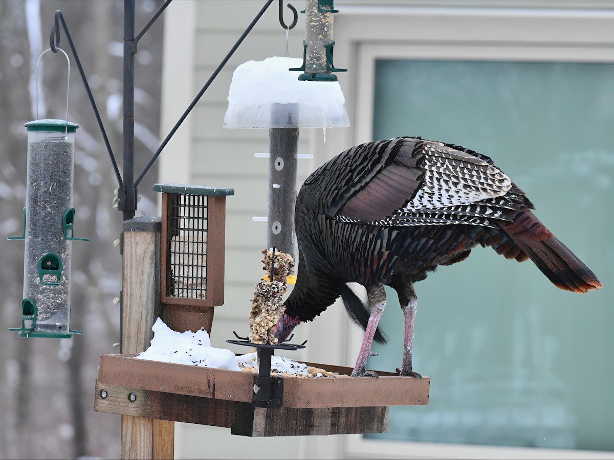 Wild Turkey - ML646581589