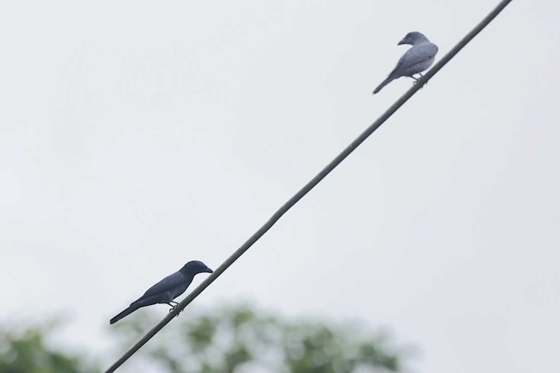 Slaty Cuckooshrike - ML646581590