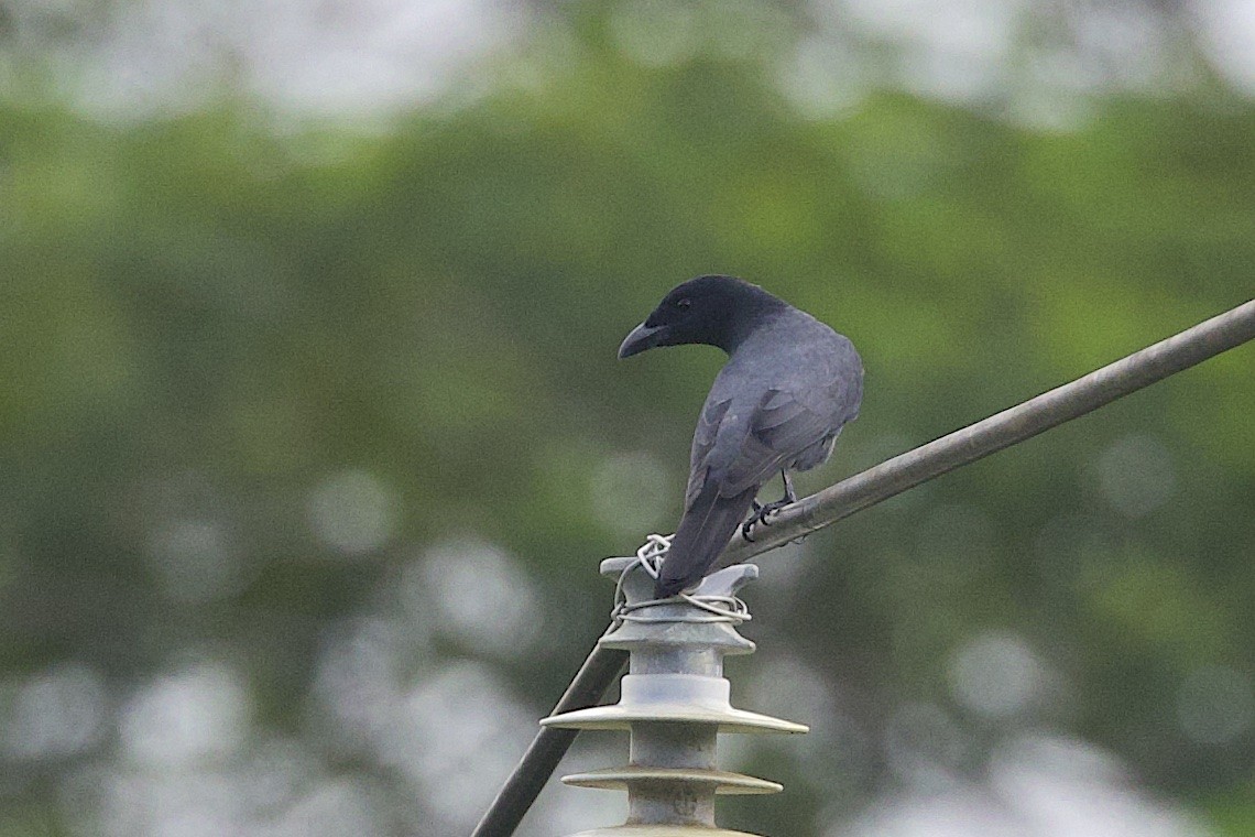Slaty Cuckooshrike - ML646581591