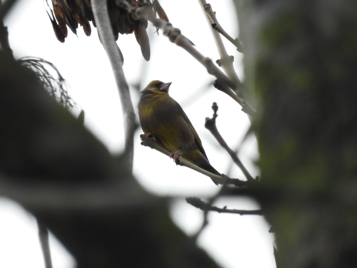 European Greenfinch - ML646581592