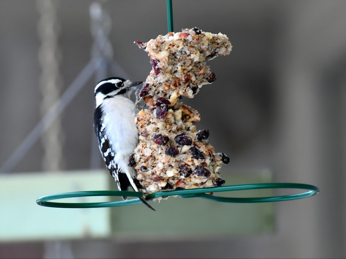 Downy Woodpecker - ML646581593