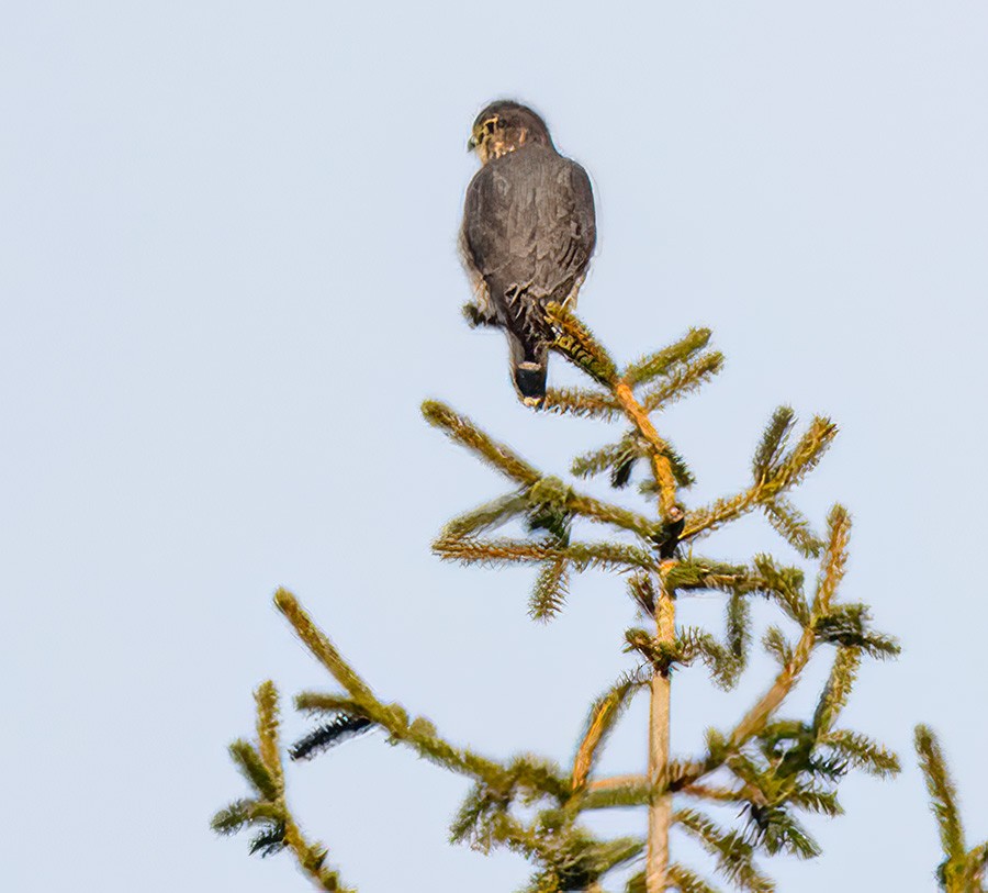 Merlin - ML646581594