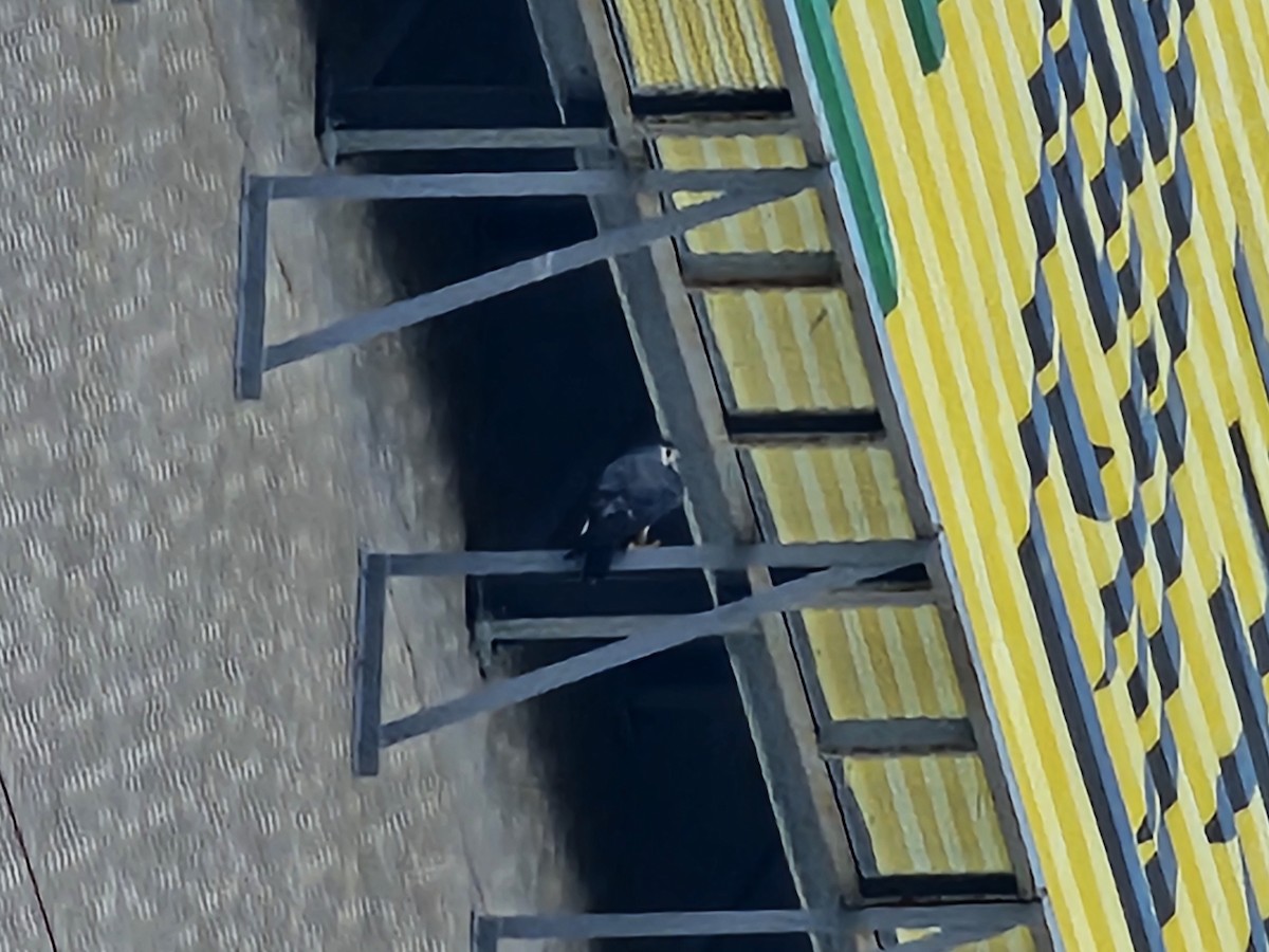 Peregrine Falcon - ML646581596