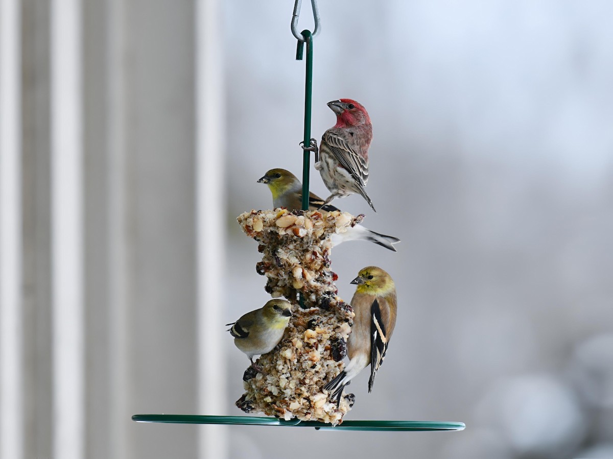 House Finch - ML646581598