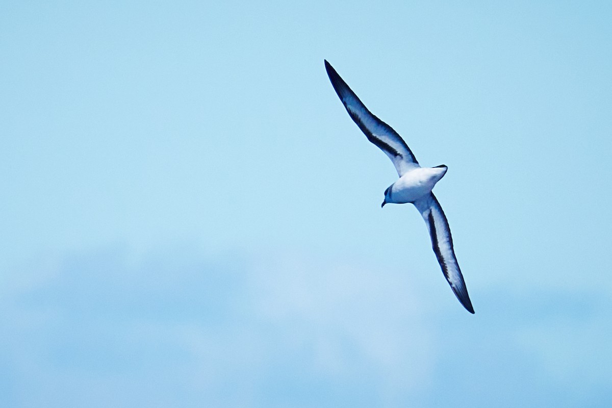 Black-winged Petrel - ML646581599