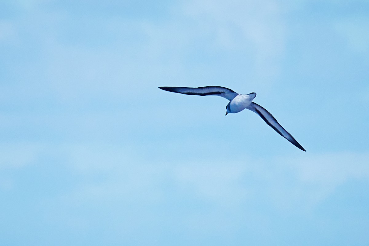 Black-winged Petrel - ML646581600