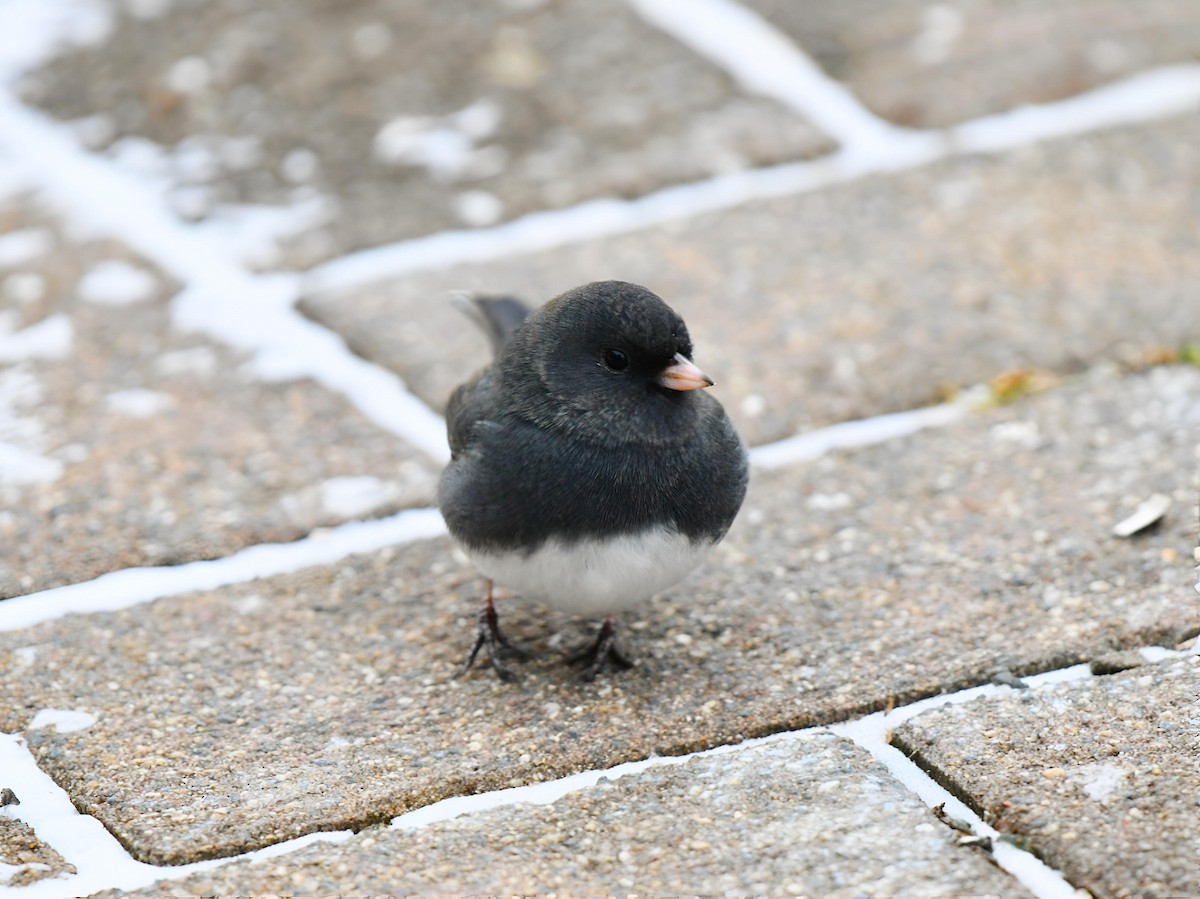 Dark-eyed Junco (Slate-colored) - ML646581601