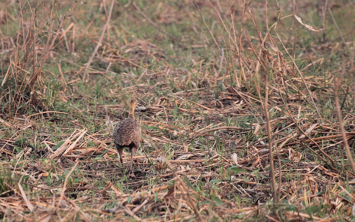 Red-winged Tinamou - ML646581602
