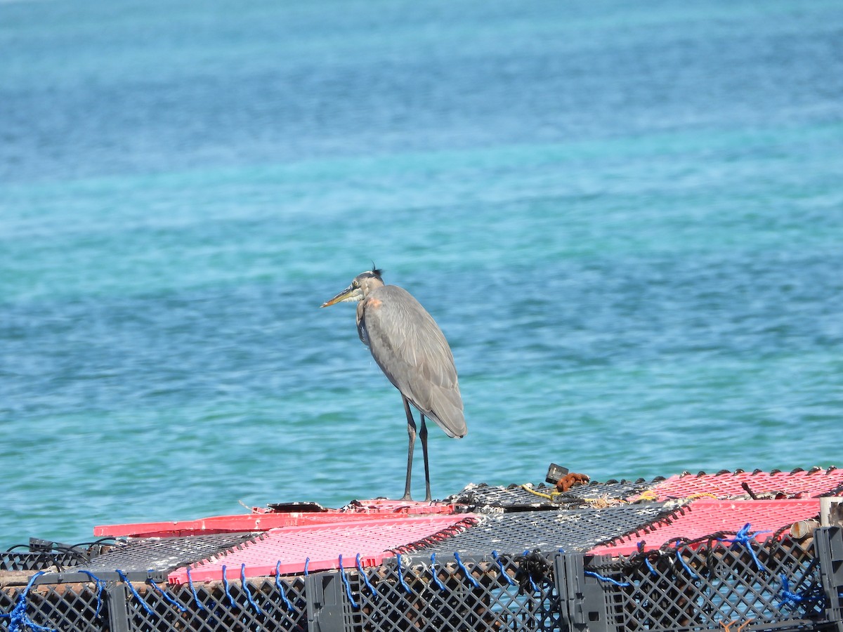 volavka velká - ML646581610